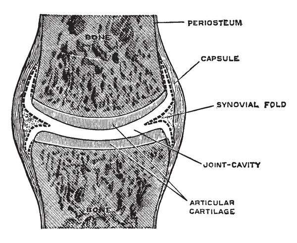 这个插图代表一个简单完整的关节 复古线条画或雕刻插图 — 图库矢量图片