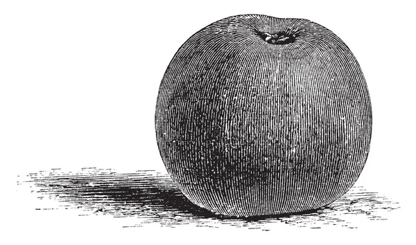 Dans Cette Image Pomme Reinette Grise Est Une Pomme Dessert — Image vectorielle