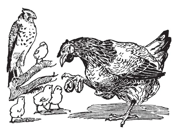 Denna Illustration Representerar Mor Höna Med Baby Kycklingar Vintage Linje — Stock vektor