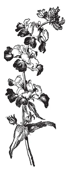 Collinsia 米国の年次ハーブです それは不規則で輪生花 ヴィンテージの線描画や彫刻イラスト — ストックベクタ