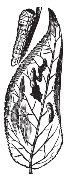 Armut Slug Larva Eriocampa Cerasi Türler Vintage Çizgi Çizme Veya — Stok Vektör