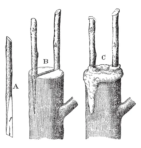 Esta Ilustração Representa Cleft Grafting Que São Usados Para Enxertia — Vetor de Stock