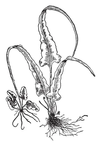 显示蕨 Rhizophyllus 的图片 这是一种耐寒的蕨类植物 叶子是简单 窄和锥度从一个心形的基础 复古线条画或雕刻插图 — 图库矢量图片