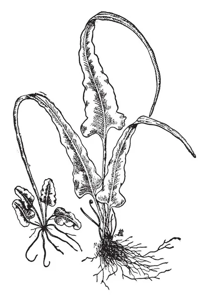 Una Foto Che Mostra Camptosorus Rhizophyllus Questa Una Felce Resistente — Vettoriale Stock