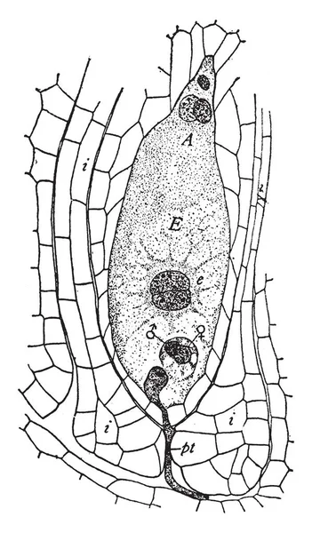 リリウム Philadelphicum 構造のイメージ それは卵巣部分 ビンテージの線描画や彫刻イラスト中に成長して の直径成長します — ストックベクタ