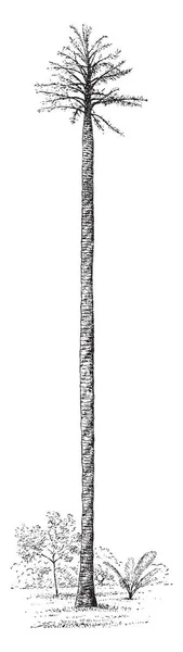 Ένα Πολύ Ψηλός Και Τεράστιο Πεύκο Εκλεκτής Ποιότητας Γραμμικό Σχέδιο — Διανυσματικό Αρχείο