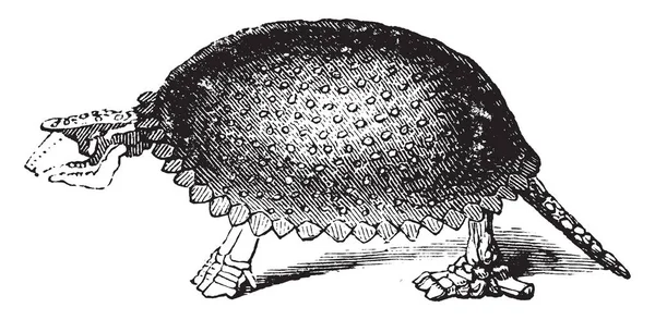 Glyptodon Était Genre Dessin Gravure Vintage — Image vectorielle