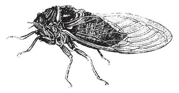 Häufige Zikade Gravierte Illustration Naturgeschichte Der Tiere 1880 — Stockvektor