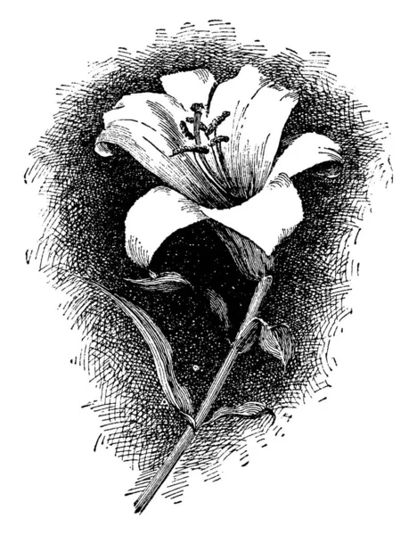 Lilium Japonicum Çiçek Görüntüsünü Çiçek Haziran Ile Temmuz Için Çiçek — Stok Vektör