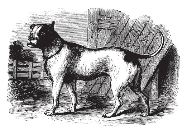 雄犬は一般的に英語ブルドッグまたは英国のブルドッグ ビンテージの線の描画や彫刻イラストと呼ばれる犬の中サイズ品種 — ストックベクタ