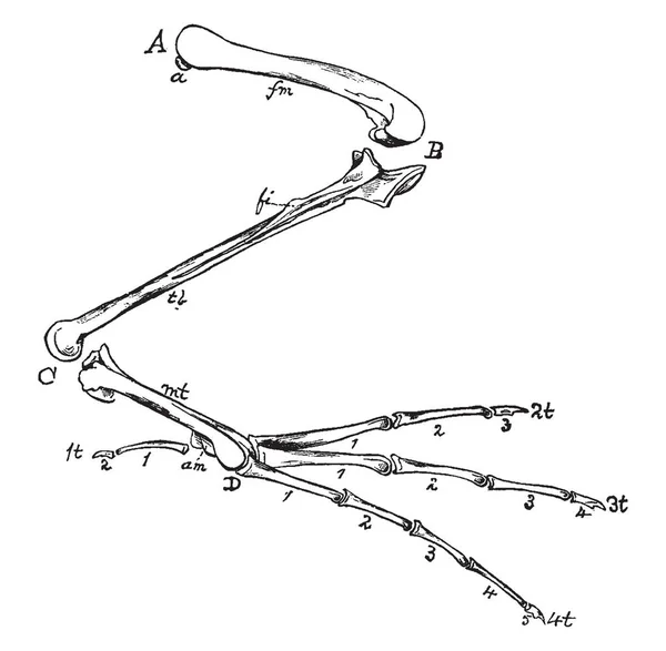 Verschiedene Arten Von Knochen Einer Vogelhinterhand Vintage Linienzeichnung Oder Gravierillustration — Stockvektor