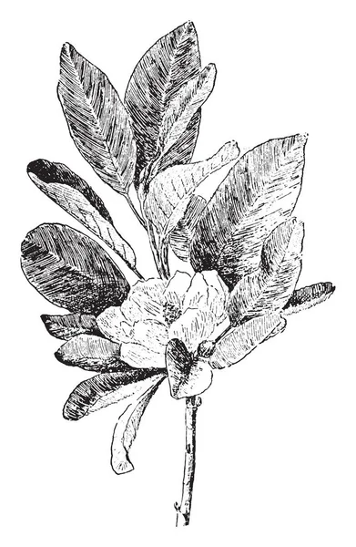 Este Arbusto Árbol Magnolia Hay Hojas Grandes Una Flor Dibujo — Archivo Imágenes Vectoriales