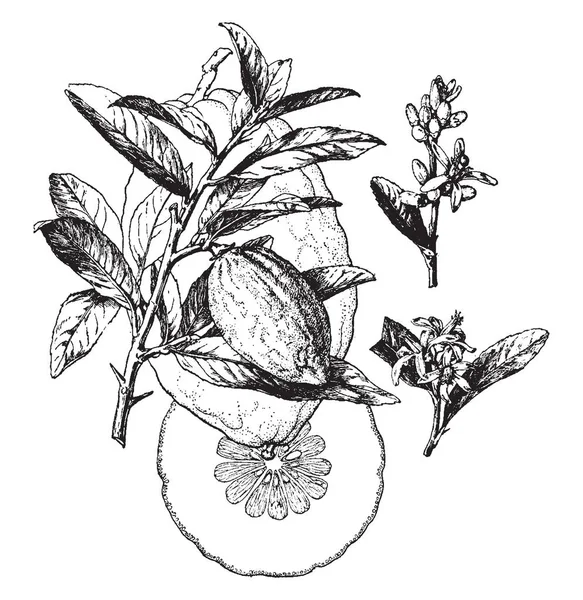 Ein Bild Einer Zitruspflanze Mit Halbgeschnittenen Zitrusfrüchten Vintage Linienzeichnung Oder — Stockvektor