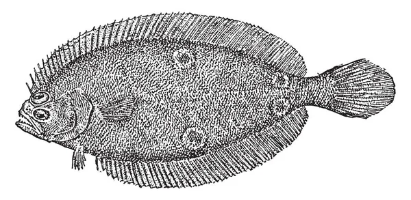 美国全新比目鱼是 Paralichthyidae 系列大牙齿比目鱼 复古线条画或雕刻插图的鱼 — 图库矢量图片