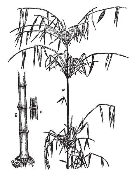 これは竹の部分のイメージは 上葉と茎の部分 ルートの幹 セクション 樹枝状の草 ビンテージの線描画や彫刻イラストの共通名 — ストックベクタ