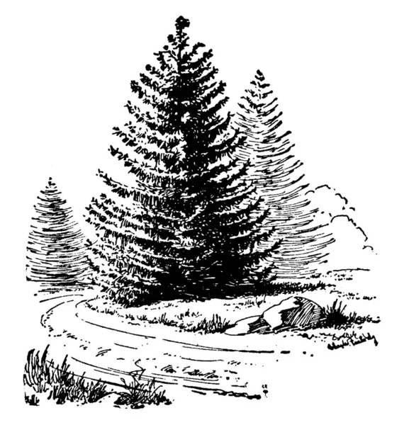 挪威云杉是一种大的针叶林常青树属云杉 在北部温带和北方地区发现 它们是轮生树枝的金字塔树 它是原始的圣诞树 复古线条画或雕刻插图 — 图库矢量图片