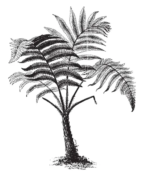 Hemitella 它看起来像一棵椰子树 它的树干结实而坚硬 它有长 强壮的树枝 叶子是尖锐的和针喜欢的边缘 复古线条画或雕刻插图 — 图库矢量图片