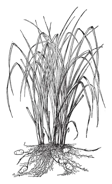 Chufa bitki çim gibi görünüyor. Cyperus esculentus bir gıda yumru var. Çiğ veya pişmiş yemiş olması, vintage hat çizim veya gravür illüstrasyon.