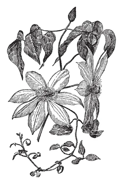 Imagen Muestra Planta Clematis Lawsoniana Henryi Flor Color Blanco Hasta — Archivo Imágenes Vectoriales