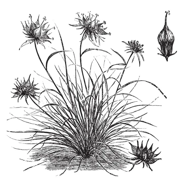 この写真は習慣を表し Phyteuma 見たの戸建花その花も角を持つ Rampion として知られているヴィンテージの線描画や彫刻イラスト 月に咲いて — ストックベクタ