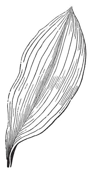 Immagine Che Mostra Una Foglia Venata Parallela Venature Corrono Parallele — Vettoriale Stock