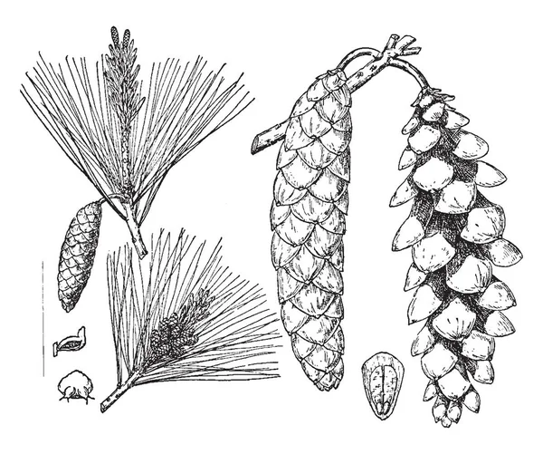 Pinus Strobus 일반적으로 화이트 화이트 화이트 Weymouth 소나무 그리고 부드러운 — 스톡 벡터