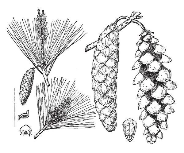 Pinus Strobus Umumnya Disebut Pinus Putih Timur Pinus Putih Utara - Stok Vektor