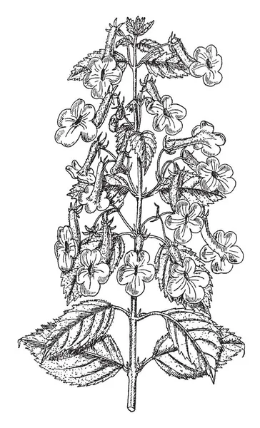 Image Achimenes Grandiflora Achimenes Grandiflora Flowers Very Large Leaves Mostly — Stock Vector