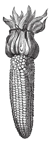 インドのトウモロコシや 強力な成長するトウモロコシの画像接合 フィート ビンテージの線描画や彫刻イラストの高さへの上昇の茎 — ストックベクタ