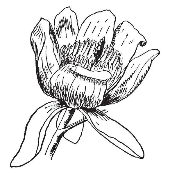 Frame Has Tulip Tree Flower Size Flower Larger Has Pollen — Stock Vector