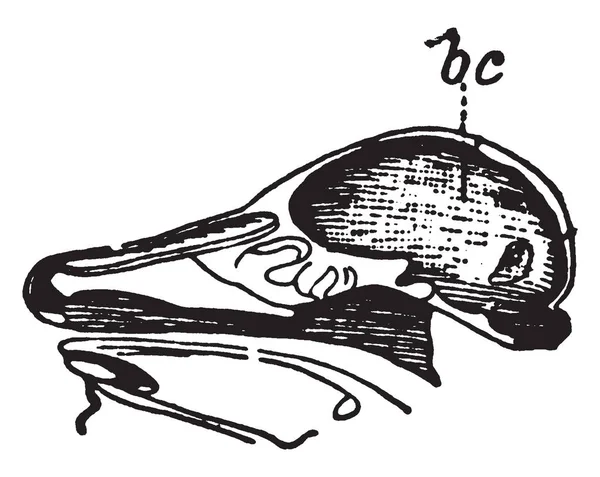 鹿头骨是一个骨结构 形成头部 复古线画或雕刻插图 — 图库矢量图片