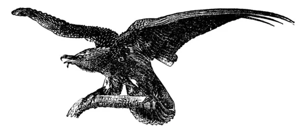 Grifone Avvoltoio Illustrazione Incisa Epoca Storia Naturale Degli Animali 1880 — Vettoriale Stock