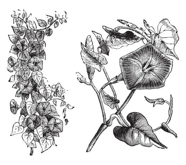 Bloemen Van Ipomoea Rubro Caerulea Zijn Wit Bud Met Ledematen — Stockvector