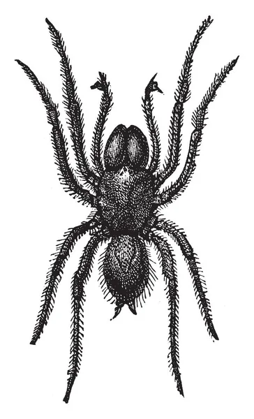 Atypus Est Genre Araignées Mygalomorphes Toile Sac Main Dessin Ligne — Image vectorielle