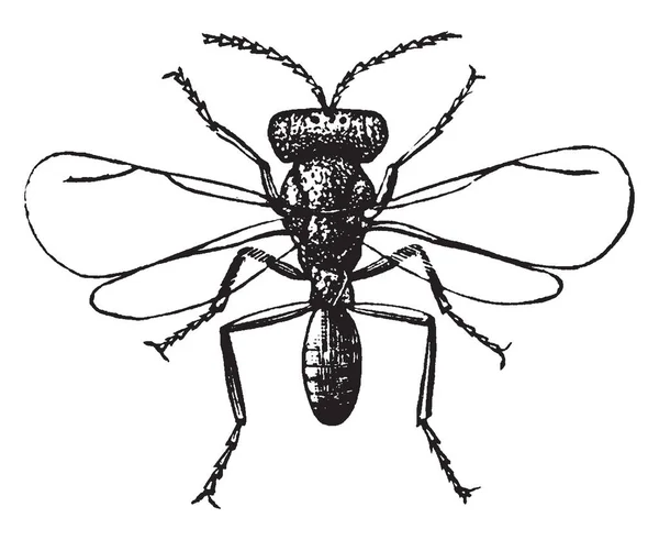 雄性水果苍蝇是一种苍蝇科的果蝇 复古线画或雕刻插图 — 图库矢量图片