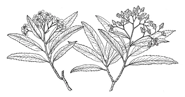 这是亚利桑那州的玫瑰花的树枝 它是一个单一或多个集群和常青灌木 它的生长是中等到快速取决于水 也称为 Vauquelinia 使用杆状 复古线条画或雕刻插图 — 图库矢量图片