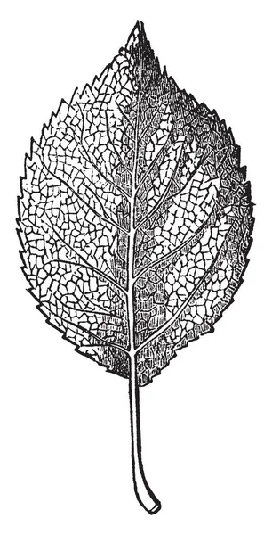 Est Une Feuille Veine Réticulée Dans Ces Nervures Foliaires Sont — Image vectorielle