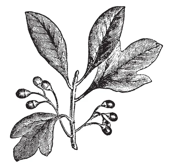 Une Branche Plante Sassafras Plante Appartient Famille Des Lauracées Est — Image vectorielle