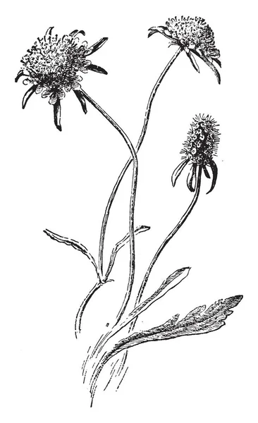 Een Afbeelding Vertoont Scabiosa Atropurpurea Dit Een Plant Die Tot — Stockvector