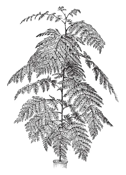 毛松是一种快速生长的常绿树 俗称银橡木 复古线条画或雕刻插图 — 图库矢量图片
