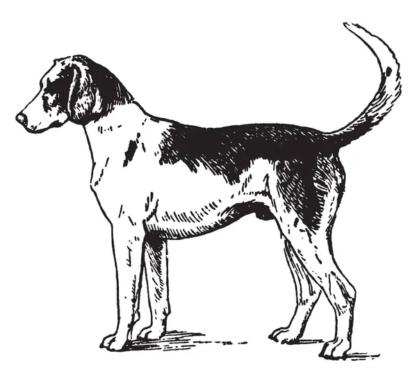 Esta Foto Este Foxhound Gran Bretaña Perro Notable Genealogía Los — Vector de stock