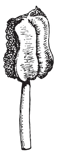 Esta Imagem Mostrando Flor Antera Antera Forma Oval Filamento Arredondado —  Vetores de Stock