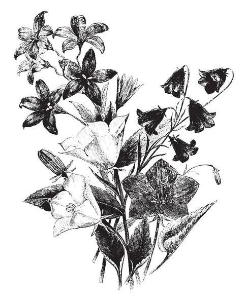 Obrázek Skupiny Campanulas Většinou Modré Fialové Bílé Růžové Květy Pěti — Stockový vektor