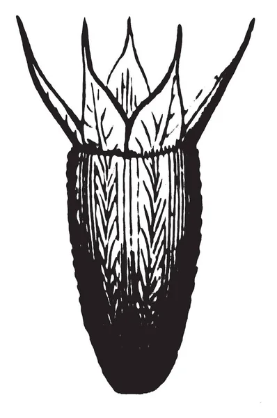 Helenium 花花萼的图像 在花萼上生长的叶子 复古线条画或雕刻插图 — 图库矢量图片