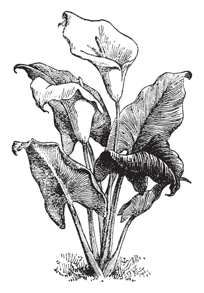 Zantedeschia Aethiopica는 하나의 두꺼운 빈티지 그림의 상단에 — 스톡 벡터