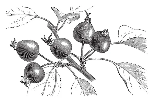 マルス Crataegina のこの画像 この果実は小さくて丸く ビンテージ ライン図面または彫刻の図 — ストックベクタ