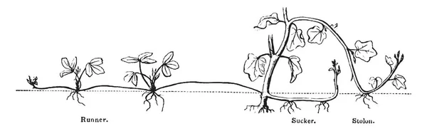 Una Foto Que Muestra Una Planta Runner Raíces Conectadas Entre — Vector de stock