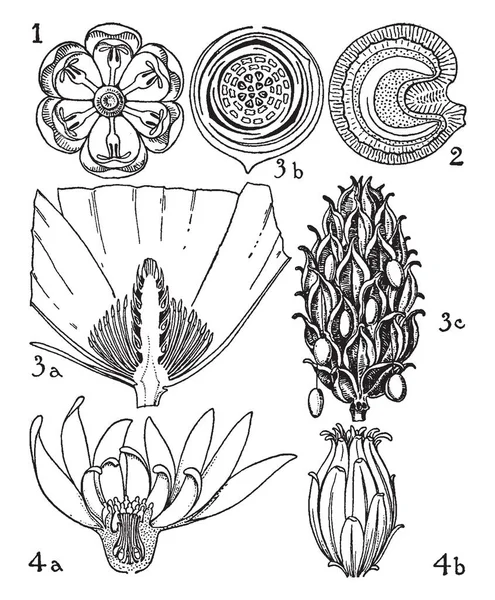 これは Berberidaceae ツヅラフジ Mahnoliaceae ロウバイ科注文がなる Menispermum マグノリア Calycanthus ビンテージの線画や彫刻イラスト部の彼の部分の花のイメージです — ストックベクタ