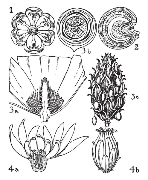 Dies Ist Ein Bild Von Berberidaceae Menispermaceae Mahnoliaceae Und Seine — Stockvektor