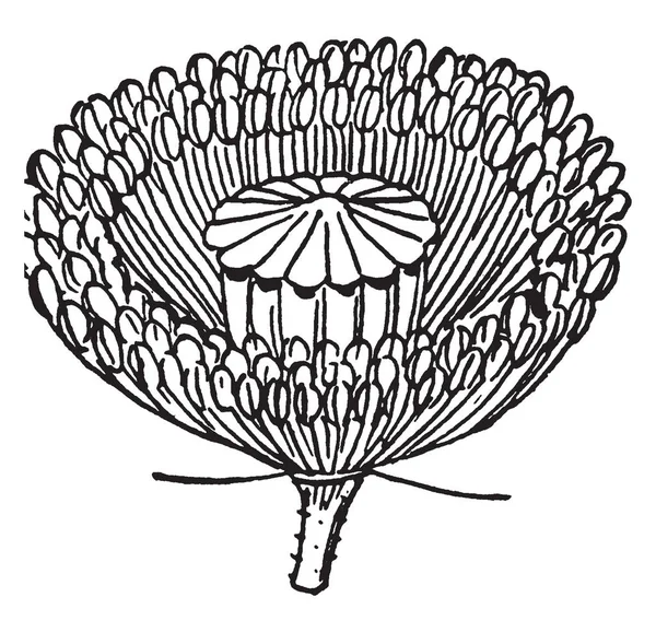 Рисунок Котором Изображен Цветок Мака Удаленными Лепестками Рисунок Винтажной Линии — стоковый вектор